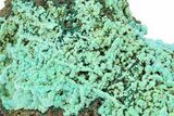 Blue Botryoidal Chrysocolla Formation - Namibia #285066-2